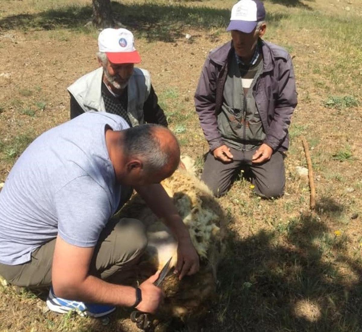 Başkan T&uuml;rkyılmaz koyun kırptı