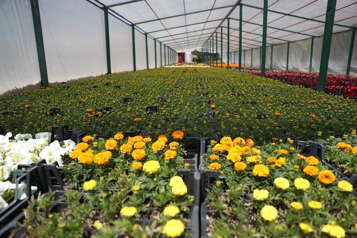 Yaklaşık 200 bin çiçeği kendileri ürettiler G2