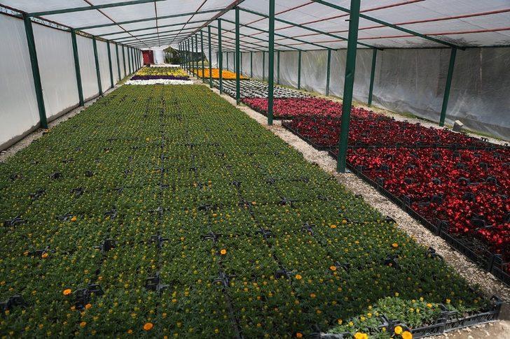 Yaklaşık 200 bin çiçeği kendileri ürettiler G3