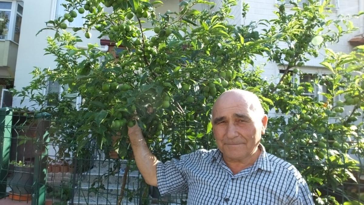 Burhaniye&rsquo;de erik bereketi