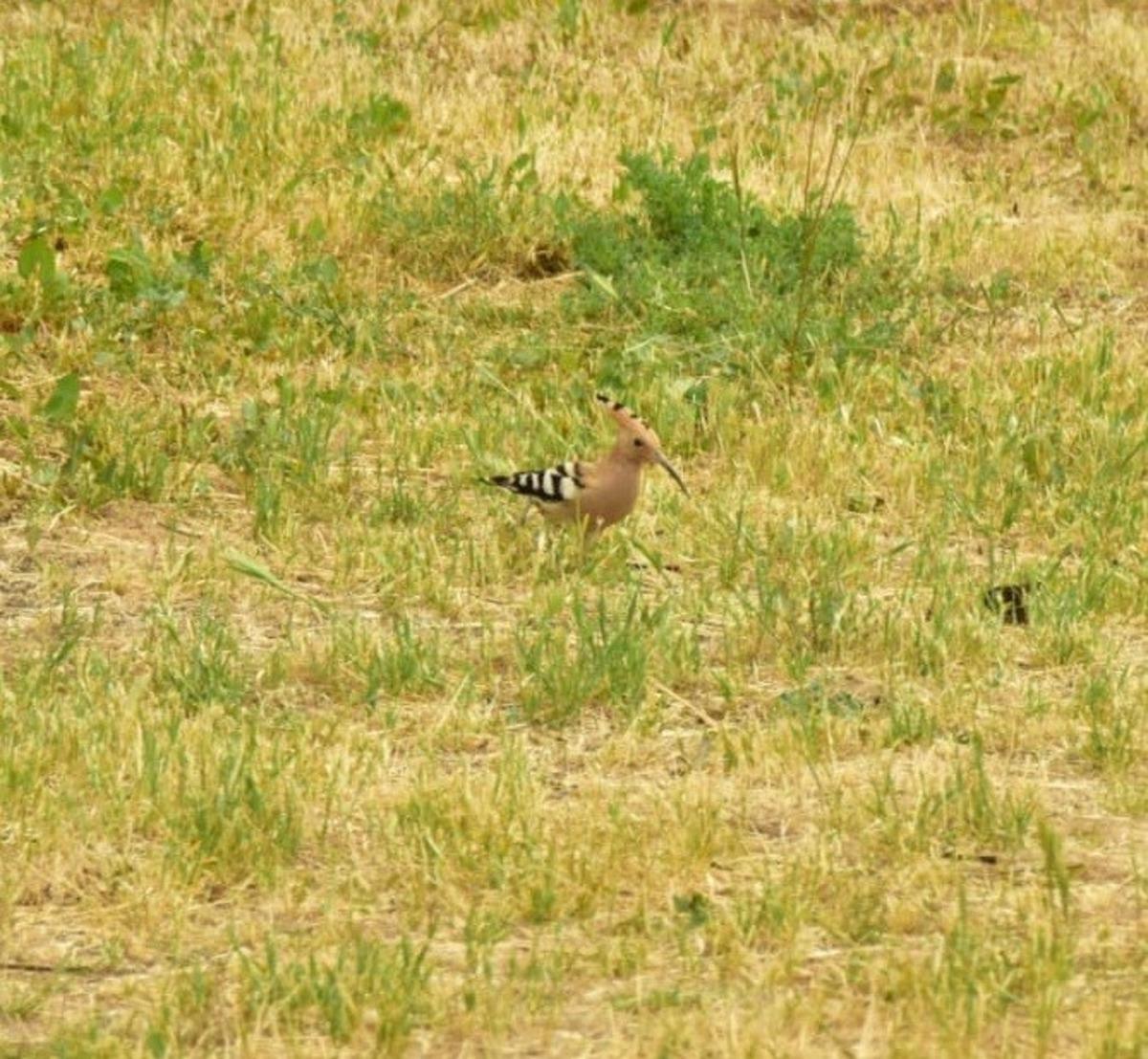 Nadir g&ouml;r&uuml;len İbibik kuşu park ve bah&ccedil;elerde