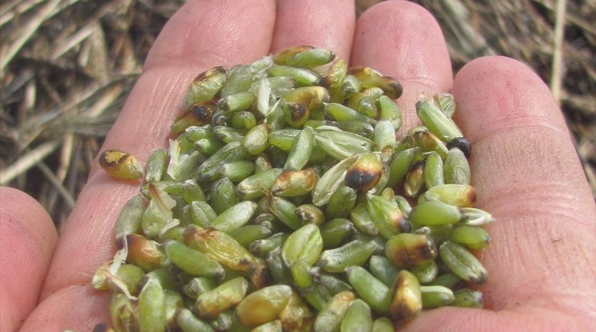 Gaziantep'te firik yapımına başlandı