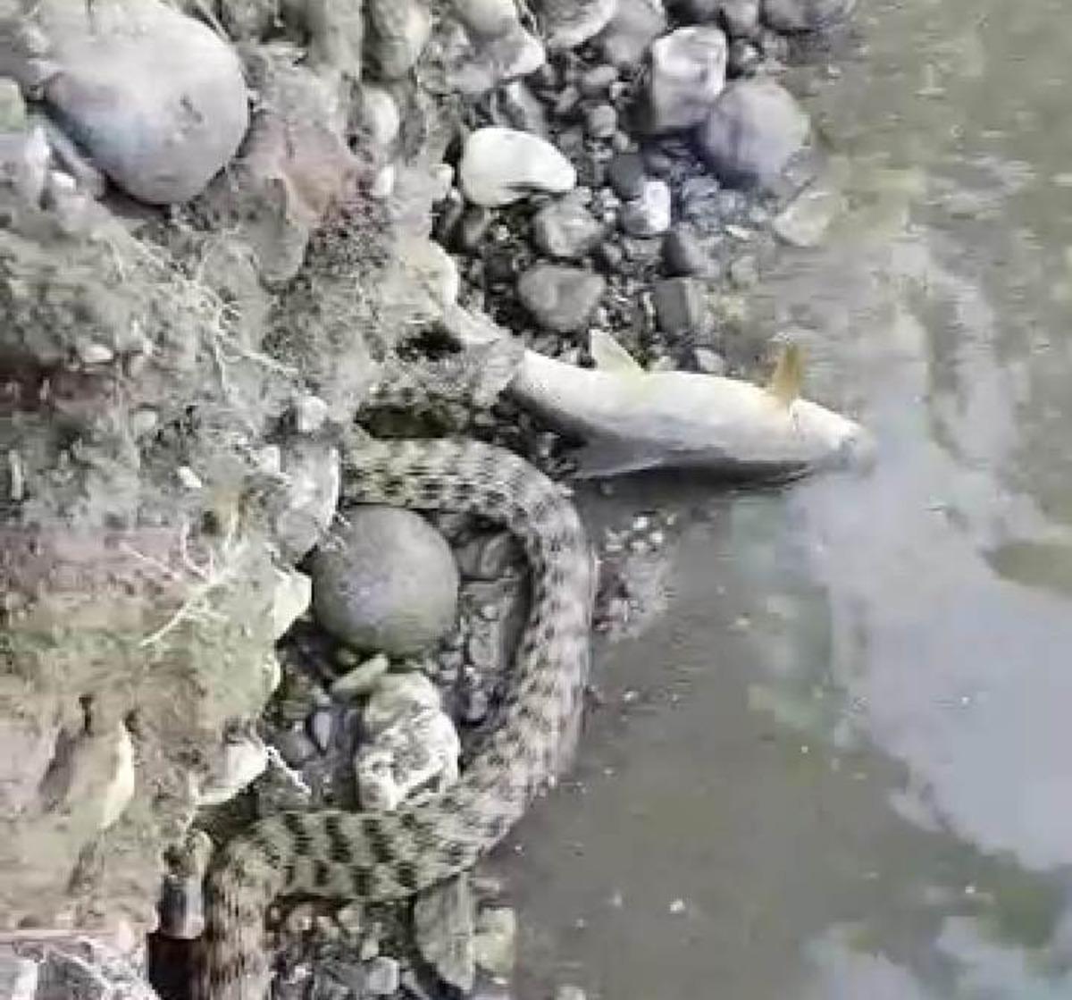 Malatya&rsquo;da yılanın balık avı kameraya yansıdı