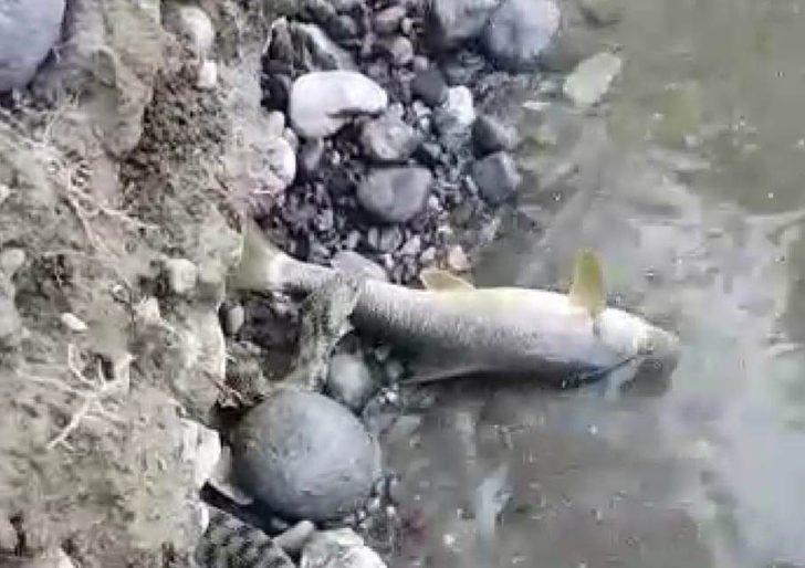 Malatya’da yılanın balık avı kameraya yansıdı G2