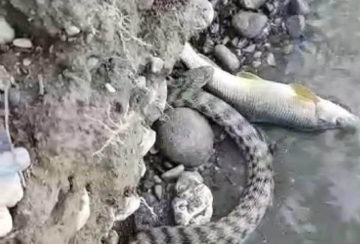 Malatya’da yılanın balık avı kameraya yansıdı G3