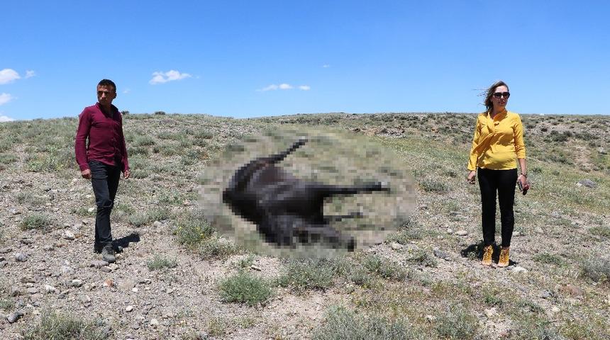 'Kovboy Muhtar'ın atını vurdular