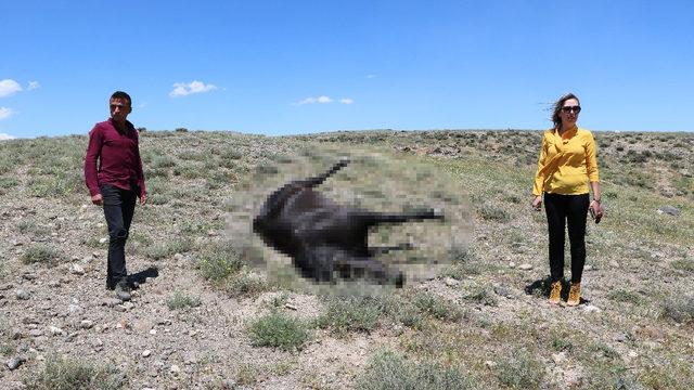 'Kovboy Muhtar'ın atını vurdular