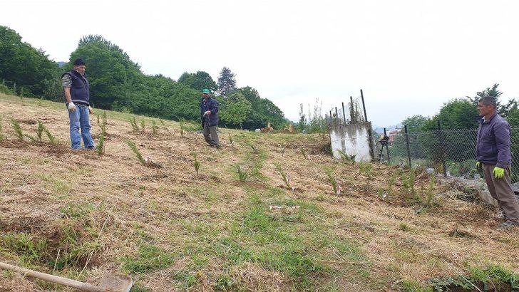 Merkez mahalle mezarlığında düzenleme başladı G3