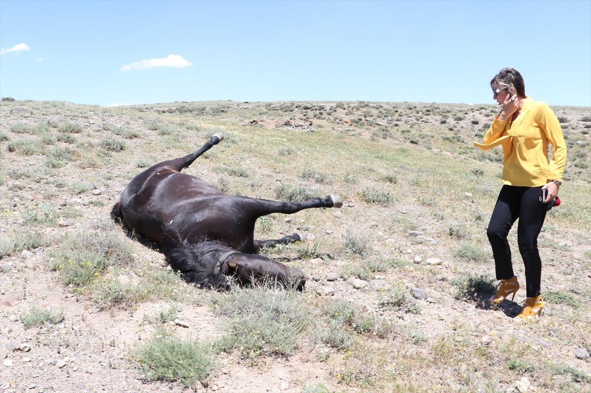 Niğde'de "kovboy muhtar"ın bindiği at arazide &ouml;l&uuml; bulundu