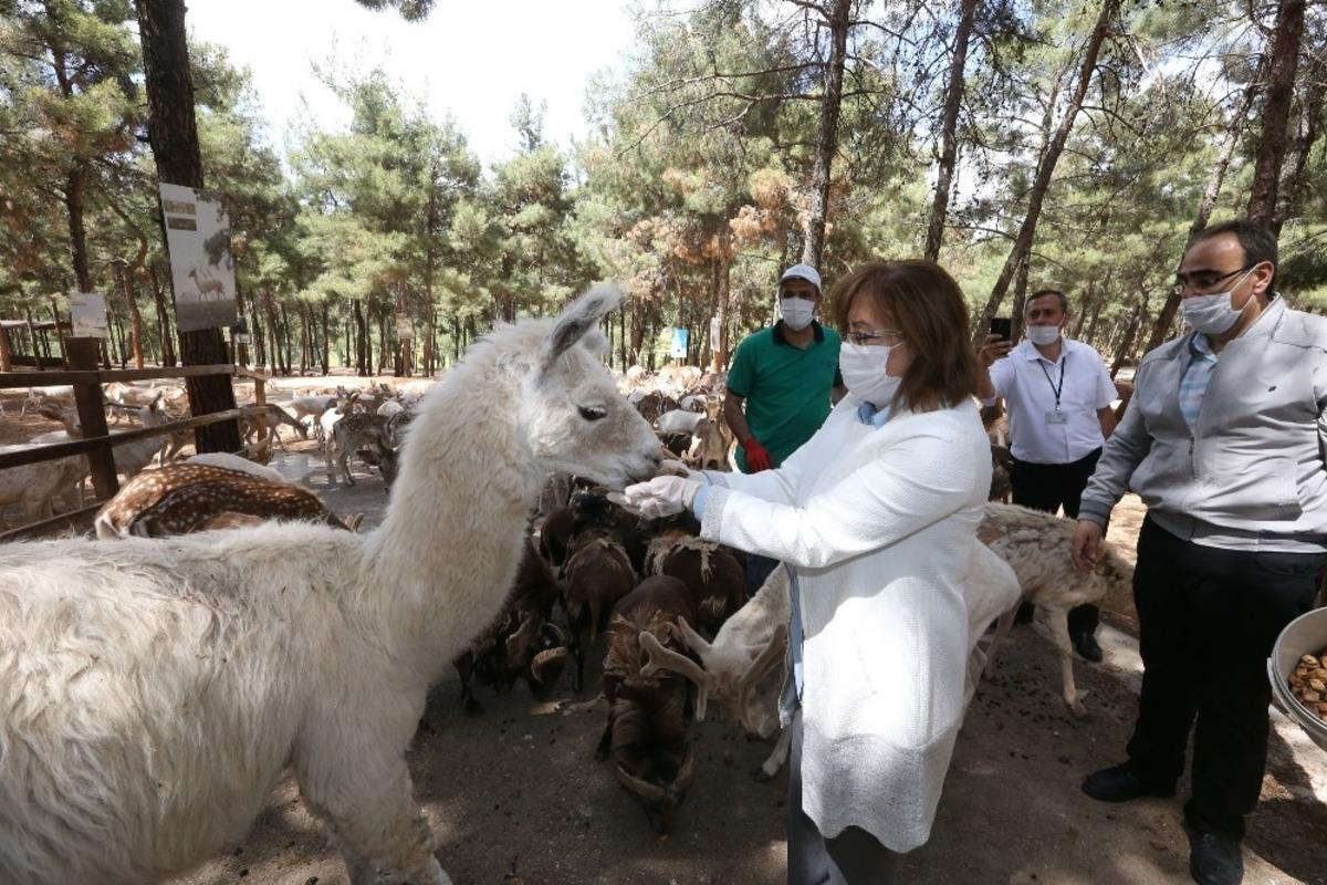 Gaziantep Hayvanat Bah&ccedil;esi yeniden a&ccedil;ılışı i&ccedil;in g&uuml;n sayıyor