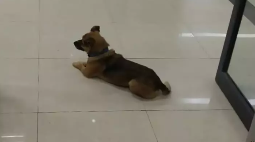 Sadık köpek, sahibi koronavirüs yüzünden ölmesine rağmen üç aydır hastaneden ayrılmadı