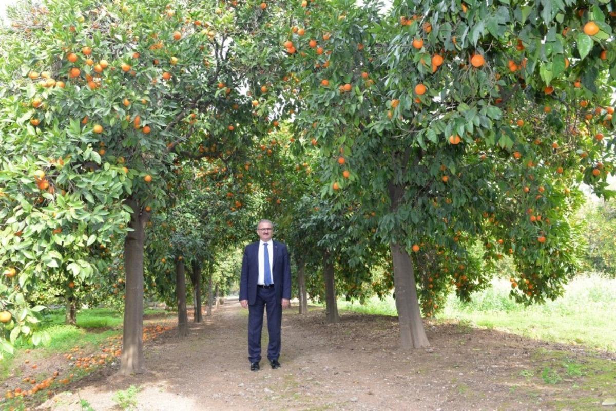 Afrika sıcakları &ccedil;it&ccedil;iyi vurdu, &uuml;r&uuml;nler zarar g&ouml;rd&uuml;