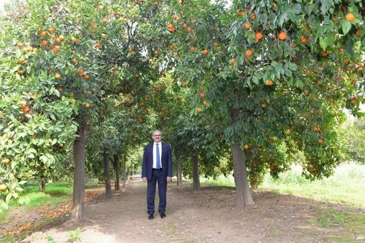 Afrika sıcakları çitçiyi vurdu, ürünler zarar gördü G1