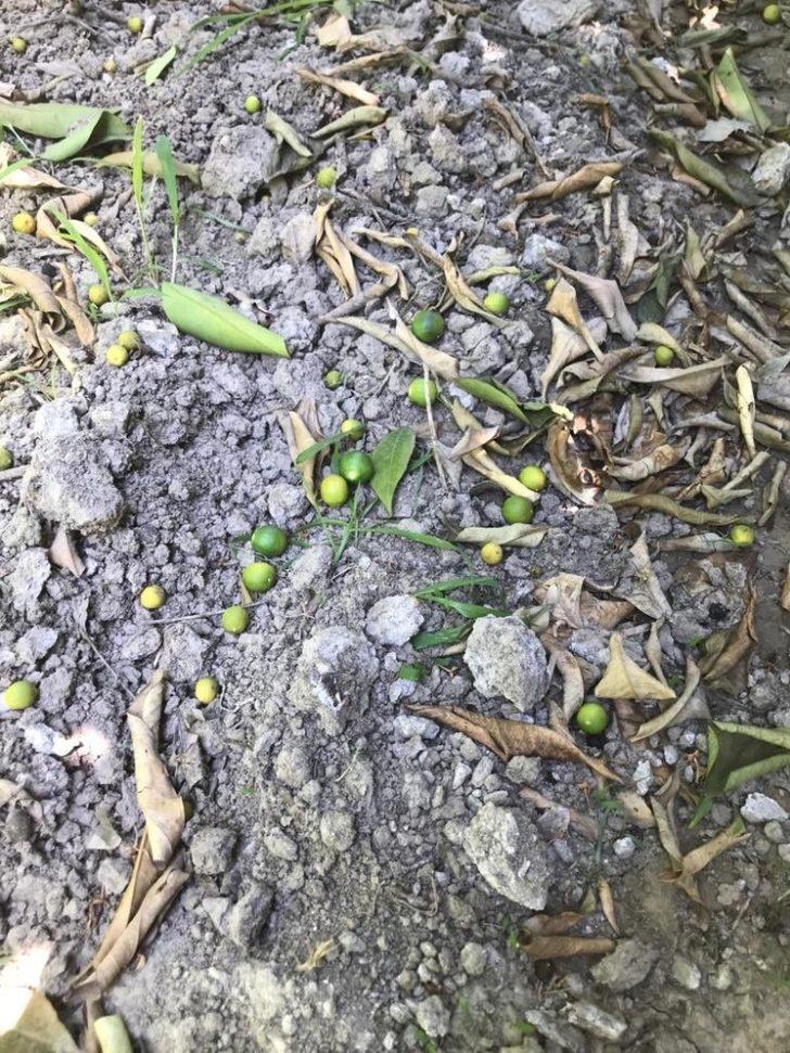 Afrika sıcakları çitçiyi vurdu, ürünler zarar gördü G2