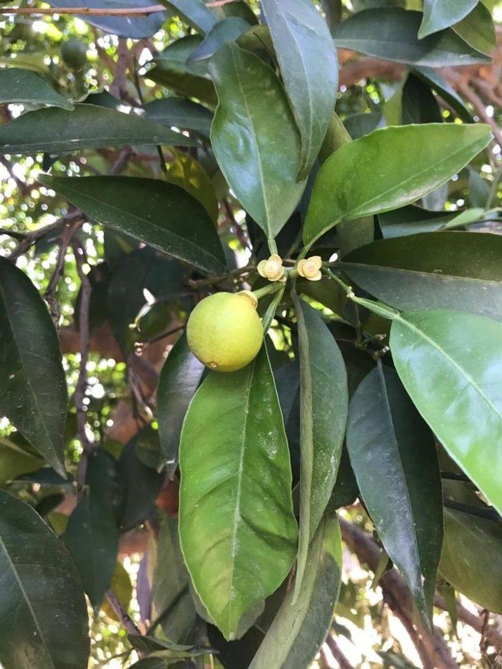 Afrika sıcakları çitçiyi vurdu, ürünler zarar gördü G4