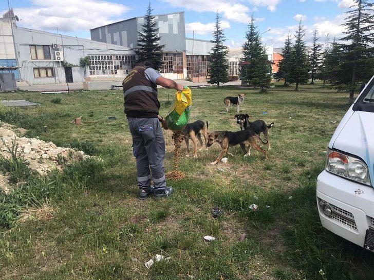 Belediye bayramda sokak hayvanlarını unutmadı G5