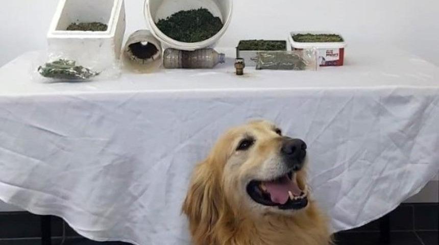 G&uuml;m&uuml;şhane&rsquo;de jandarmadan uyuşturucu operasyonu