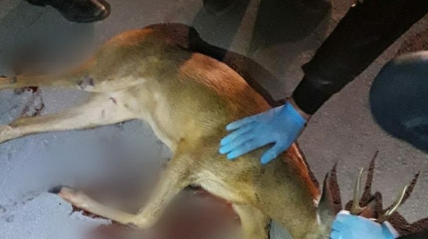 Polisler yaralı karacayı kurtarmak i&ccedil;in seferber oldu