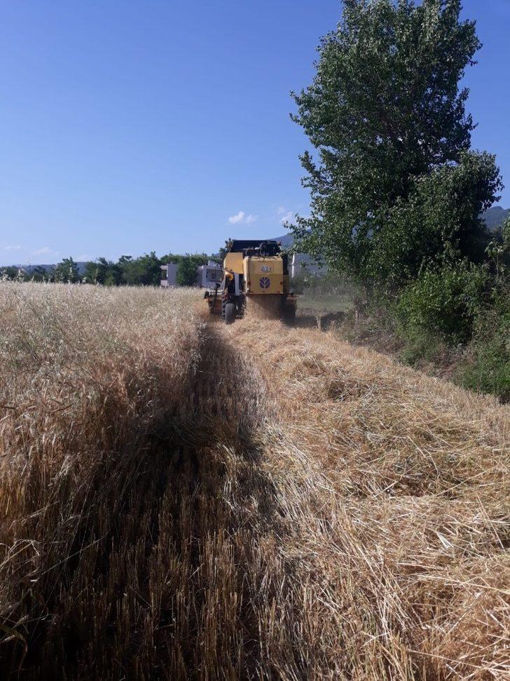 Düziçi’nde buğday hasadına başlandı G1