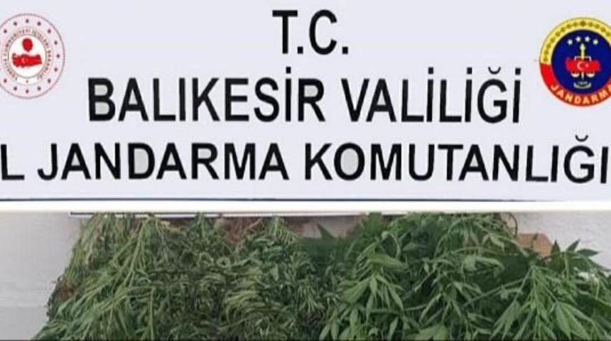 Bigadiç’te jandarmadan kenevir operasyonu