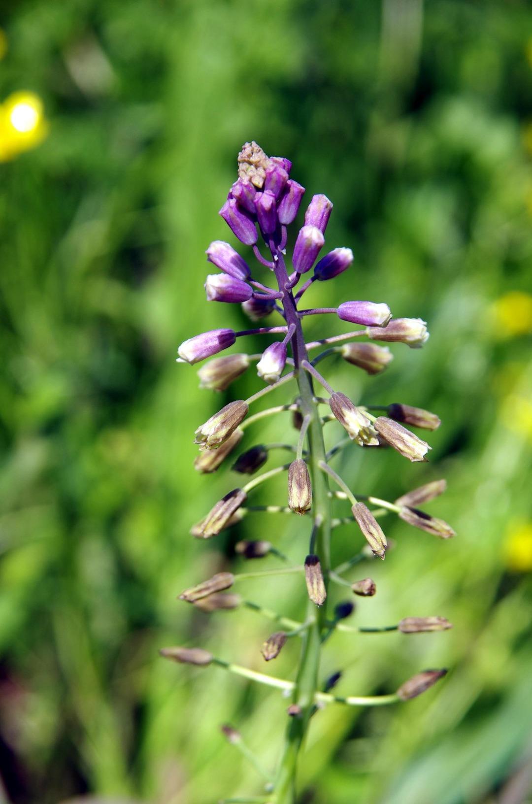 32 yıl &ouml;nce keşfedilmişti! Edirne s&uuml;mb&uuml;l&uuml; laboratuvarda &ccedil;oğaltılıyor