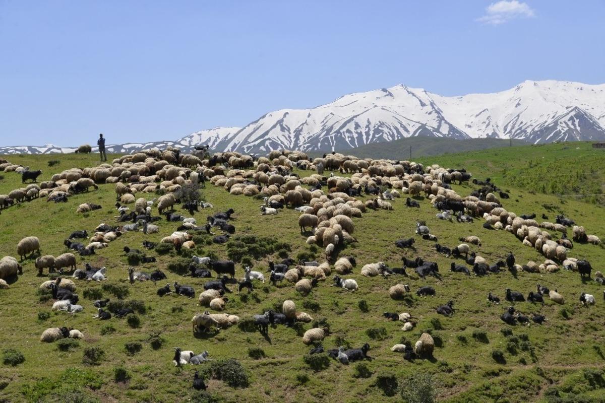 Muş&rsquo;taki yaylalar besicileri ağırlamaya başladı
