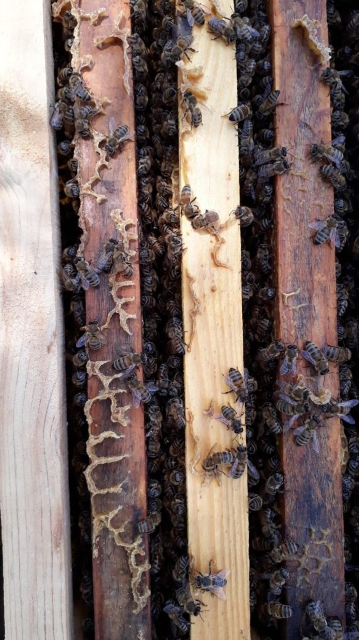 Kovandaki petekler &uuml;zerine ince ince yazılmış &lsquo;Allah&rsquo; lafzı &ccedil;ıktı