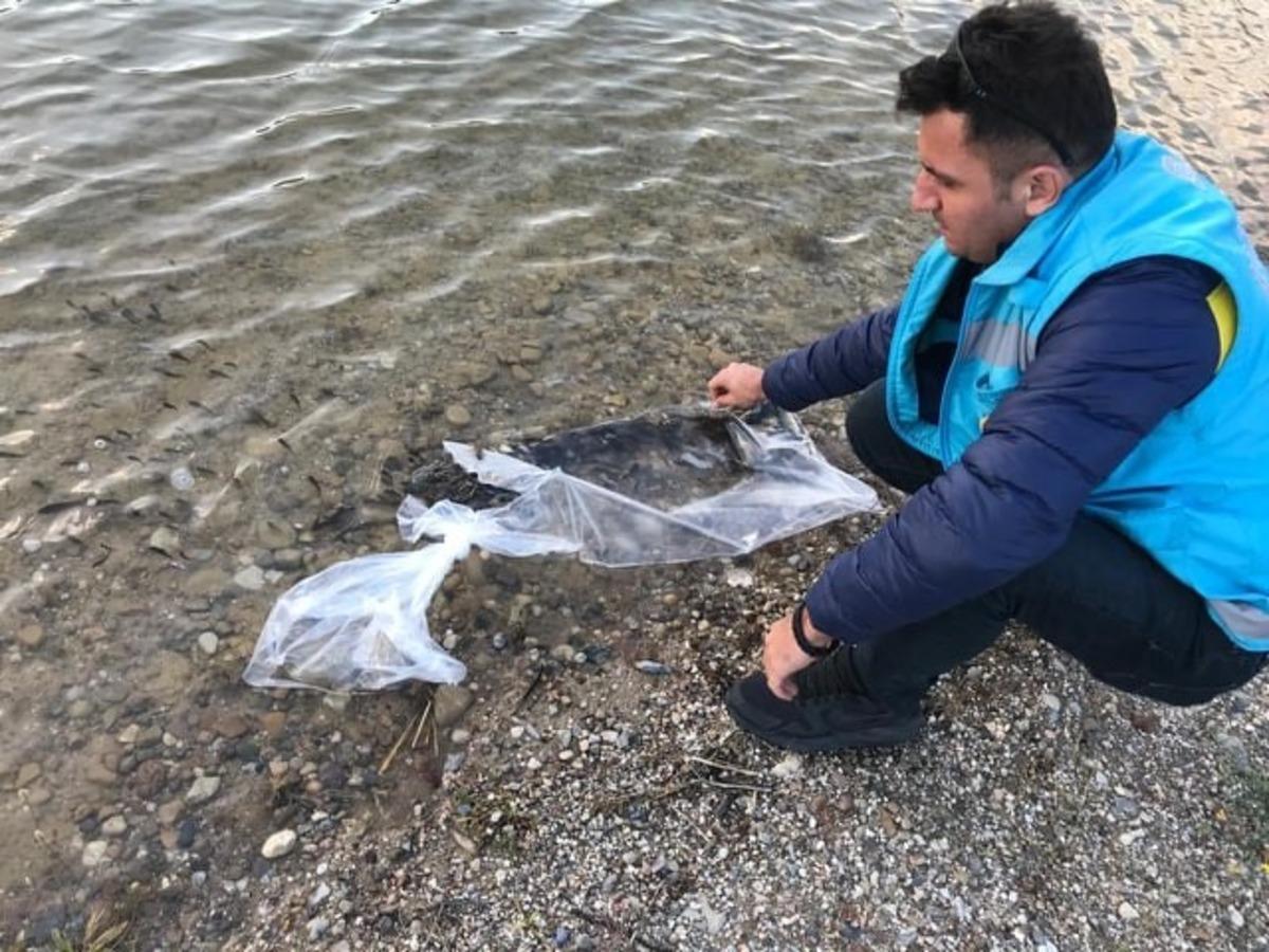 Şaphane&rsquo;de iki g&ouml;lete sazan yavrusu bırakıldı
