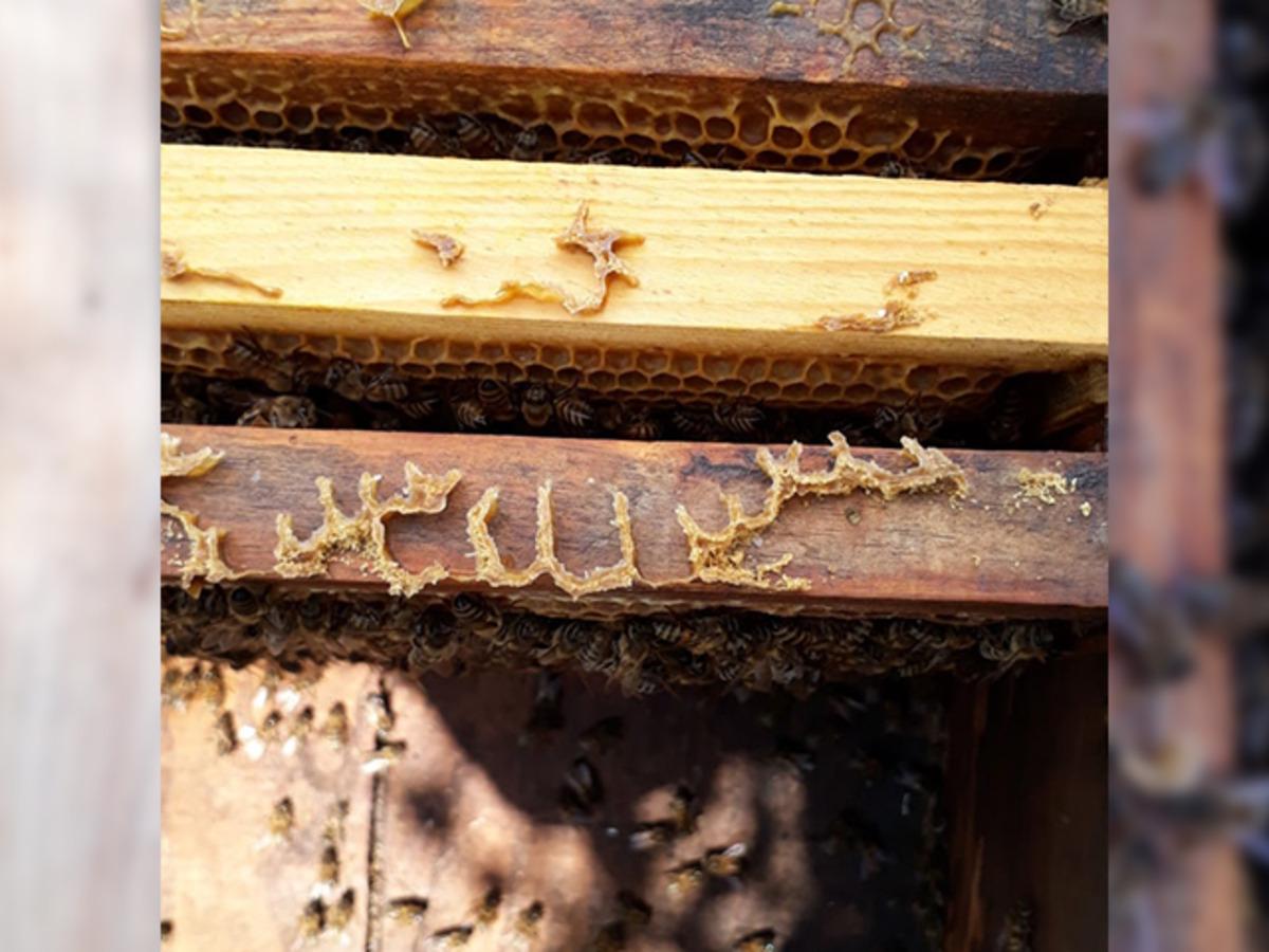 Yer: Aydın! Petek &uuml;zerinde 'Allah' yazısı