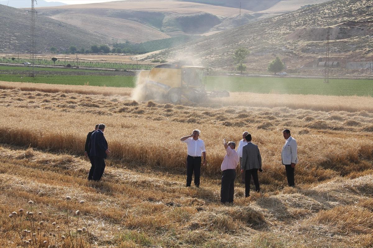 Hatay'da buğday hasadı başladı