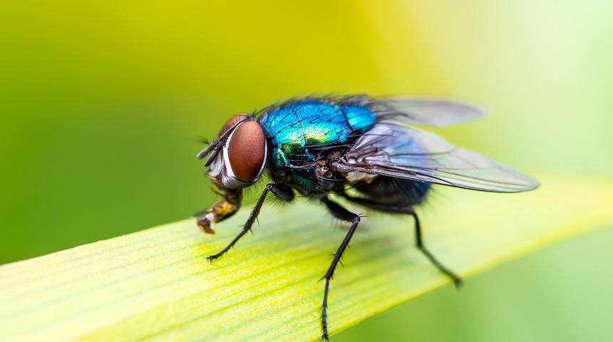 Sivrisinek ve karasineklerden koronavirüs geçer mi?