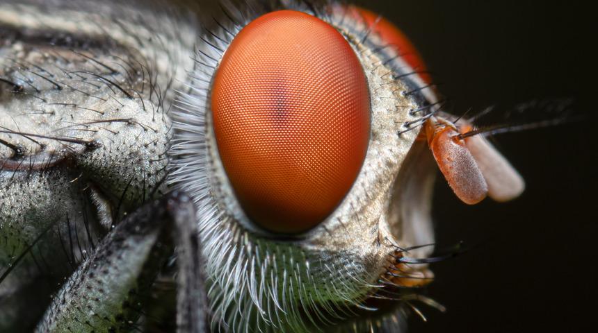 Sinekten koronavirüs bulaşır mı?