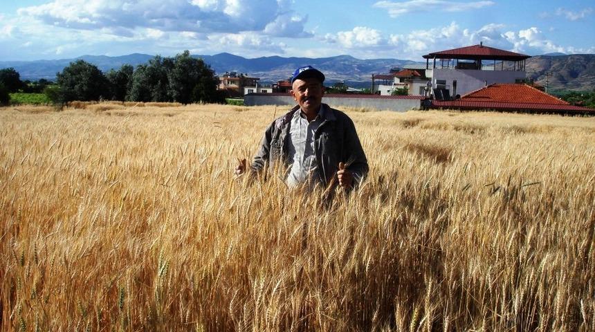 Yağışlar hububat &uuml;r&uuml;nlerine bereket getirdi