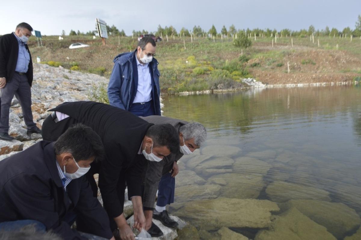 Tavşanlı il&ccedil;esinde 9 k&ouml;y g&ouml;letine yavru sazan balığı bırakıldı