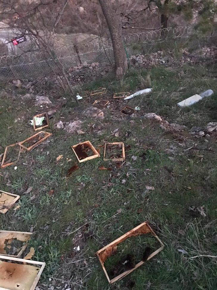 Ayılar bu mahalleyi mesken tuttu G1