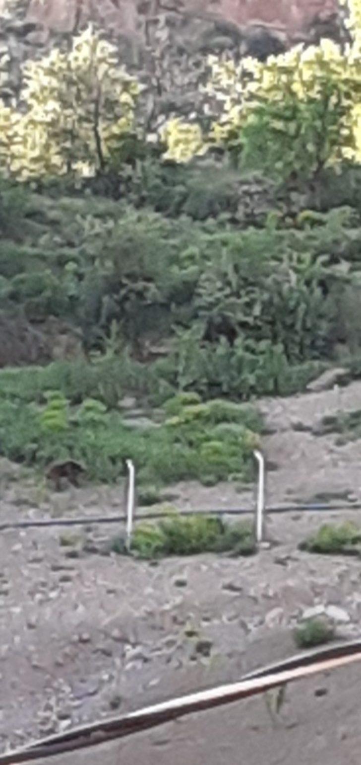 Ayılar bu mahalleyi mesken tuttu G4