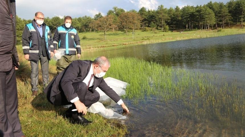 K&uuml;tahya&rsquo;da 301 bin adet yavru sazan sulara bırakıldı