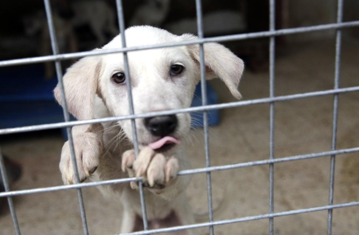 B&uuml;y&uuml;kşehir&rsquo;den Hayvan Barınağı&rsquo;na bakım