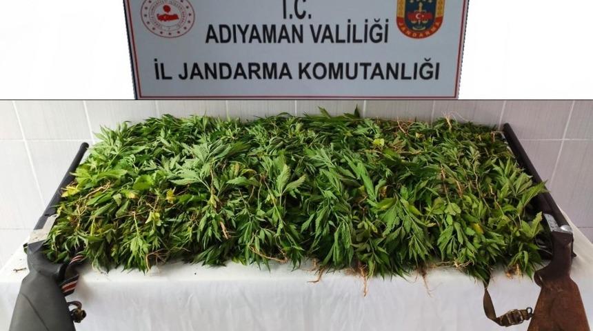 Jandarma kenevir bitkisi ele ge&ccedil;irdi