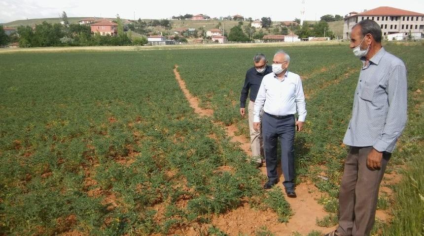 Bitkisel &uuml;retimde hastalık kontrolleri ve gelişimler takip ediliyor