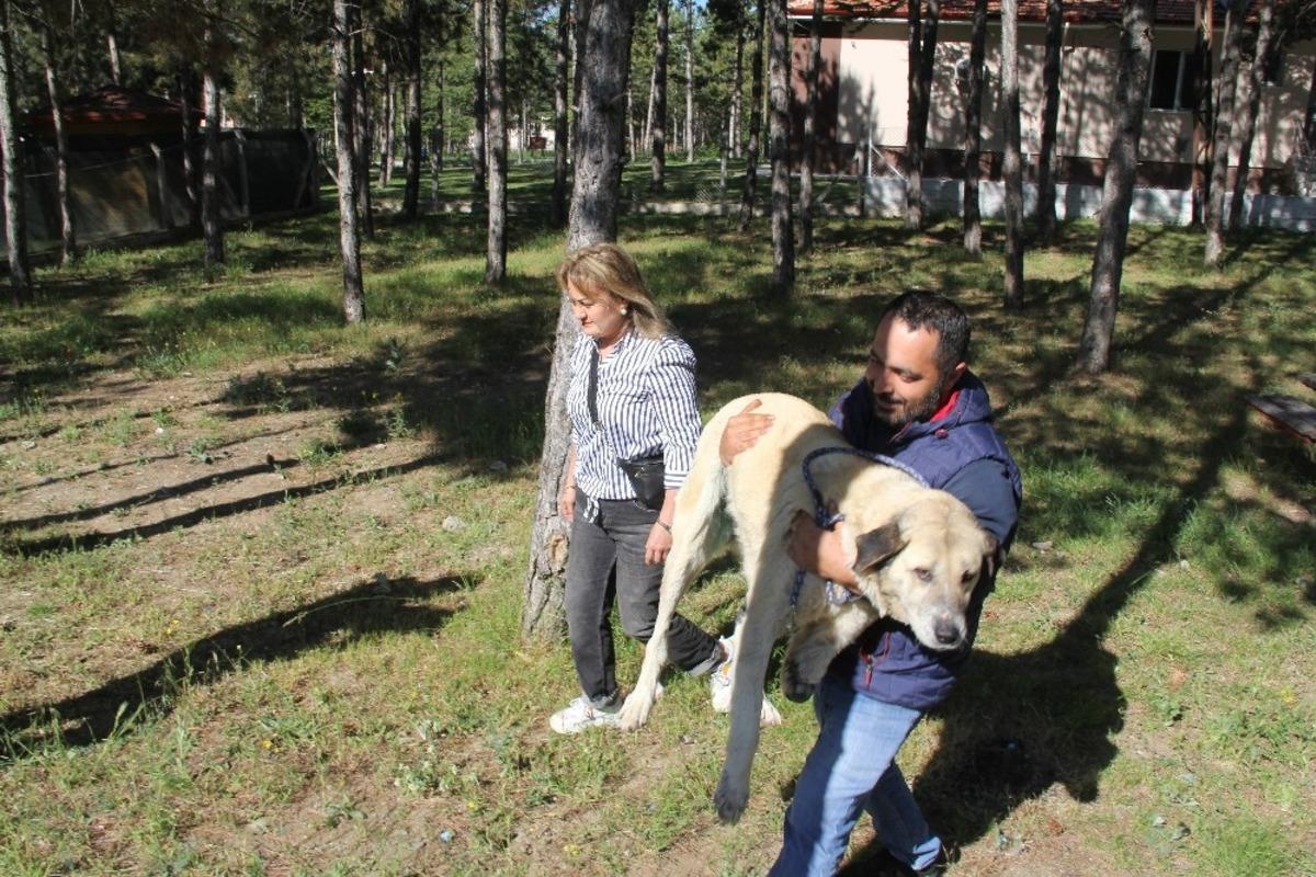&Ouml;lmek &uuml;zereyken bulunan k&ouml;pek sahiplendirilecek