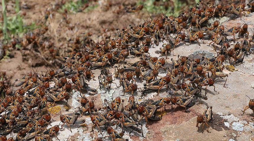Hindistan'da &ccedil;ekirge alarmı... Yeni Delhi'de istilaya karşı &ouml;nlemler alınıyor