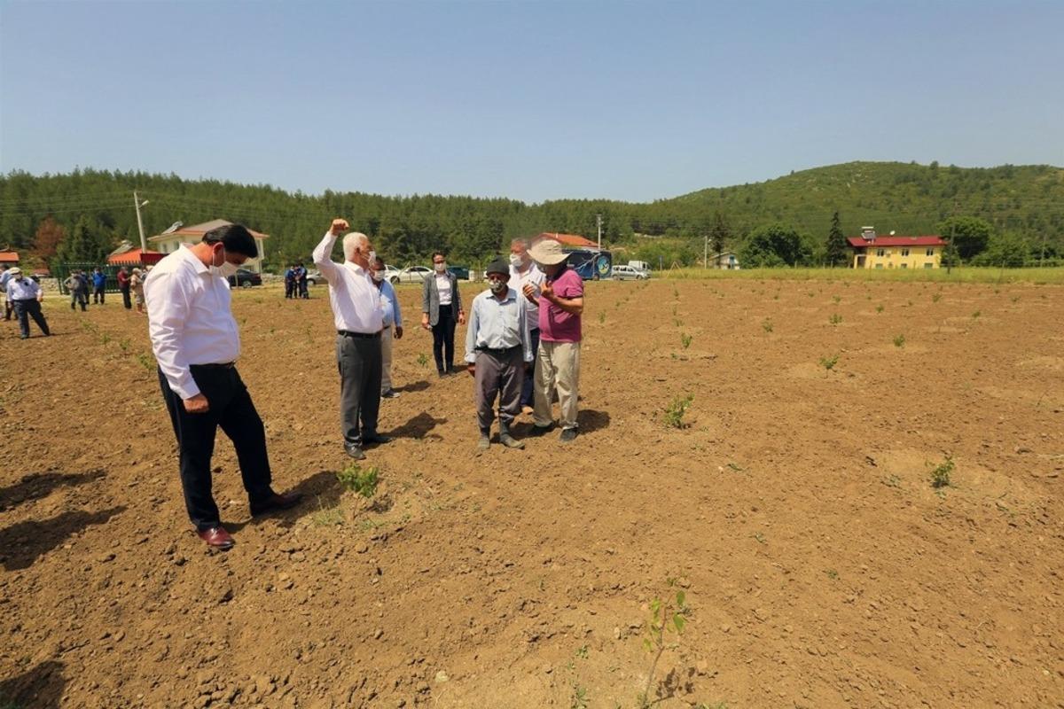 &Uuml;z&uuml;m bağları yeniden canlanıyor