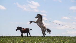 Doğa baharın gelişiyle canlandı! Kars'ta mest eden manzara