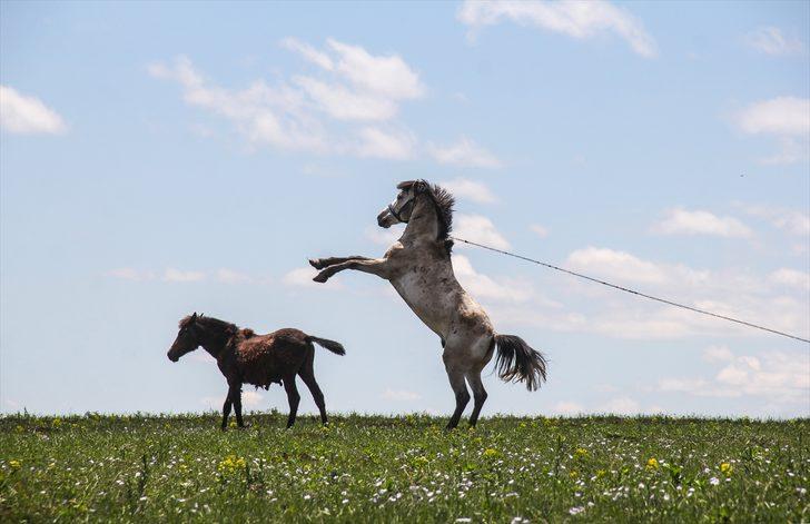 Doğa baharın gelişiyle canlandı! Kars'ta mest eden manzara G4