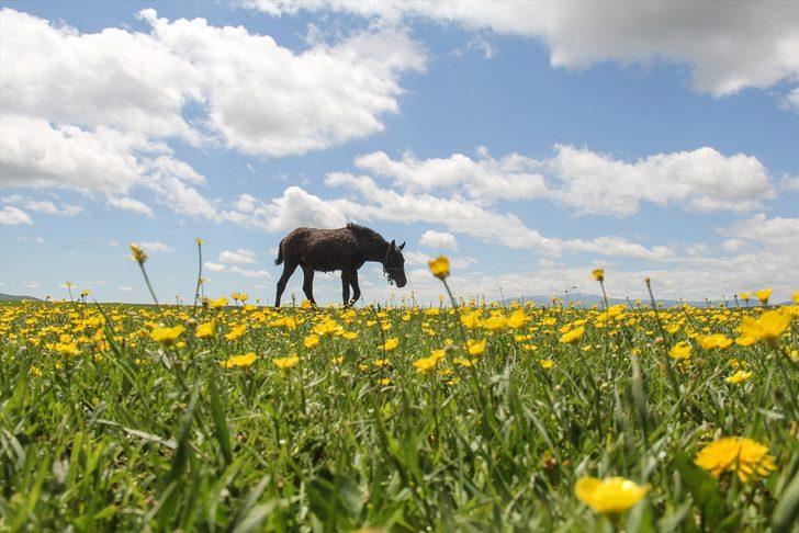 Doğa baharın gelişiyle canlandı! Kars'ta mest eden manzara G1