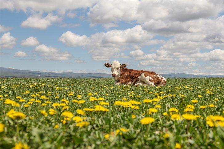 Doğa baharın gelişiyle canlandı! Kars'ta mest eden manzara G2