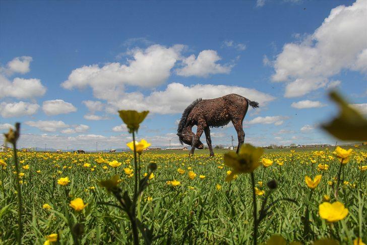 Doğa baharın gelişiyle canlandı! Kars'ta mest eden manzara G3