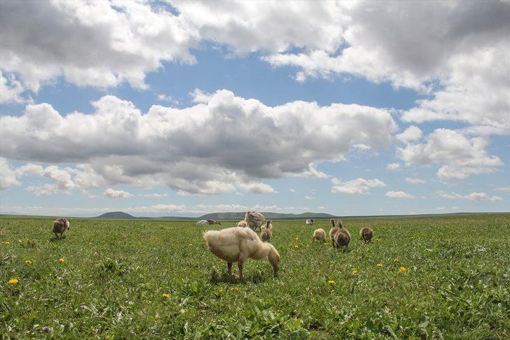 Doğa baharın gelişiyle canlandı! Kars'ta mest eden manzara G5
