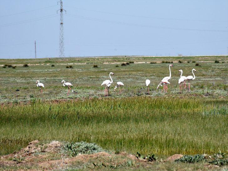 Tuz Gölü'ne flamingo göçü G1